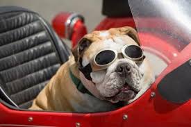 Awesome Site Search Pet Friendly Destinations Restaurants Attractions In Your Area Dog Friends Dog Travel Dog Friendly Vacation