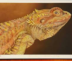 Both boys and girls will enjoy coloring all 20 of the most adorable dragon drawings. Bearded Dragon Stanley By Alison K Bearded Dragon Realistic Animal Drawings Baby Bearded Dragon