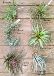 Discover every different type of airplane, easily categorized with pictures and facts. A Guide To Tillandsia Part Two Types Of Air Plants Types Of Air Plants Plants Air Plants