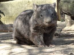 Ballarat Wildlife Park Common Wombat Wombat Cute Wombat Common Wombat
