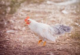 Maybe you would like to learn more about one of these? Keeping Bantam Chickens Everything You Need To Know