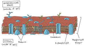 When drawing and labeling a diagram of the plasma membrane you should be sure to include:the phospholipid bilayer with hydrophobic 'tails' and hydrophilic. Plasma Membrane And Cytoplasm Article Khan Academy