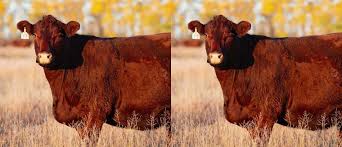 High Quality Cattle