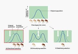Acquire the evolution natural and artificial selection gizmo answer key link that we give here and. Natural Selection Definition And Examples Biology Dictionary