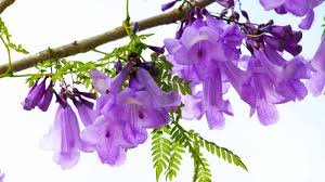 Image result for Jacaranda mimosifolia