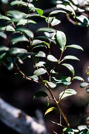 Image result for Dovyalis lucida