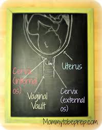 Cervical Dilation And Effacement Mommy To Be Prep