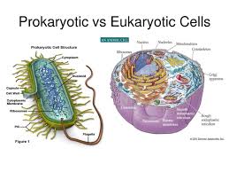 A prokaryotic cell contains external and internal structures. What S The Difference Between Prokaryotic And Eukaryotic Cells Quora
