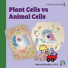 The plasma membrane is a porous membrane that surrounds an animal cell. Amazon Com Plant Cells Vs Animal Cells 9781950415717 Woodbury Ph D Rebecca Books