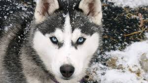 Masaustu Hayvanlar Kar Kis Sibirya Kurdu Alaskan Malamute Memeli Omurgali Kurt Kopek Saarloos Wolfdog Memeli Gibi Kopek Kopek Cins Grubu Kizak Kopegi Yesil Kopegi Etobur Kopek Turu Tamaskan Kopegi Dogu Sibirya