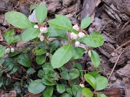 Image result for Galenia procumbens