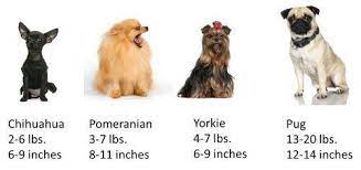 Yorkie Size Yorkshire Terrier Information Center