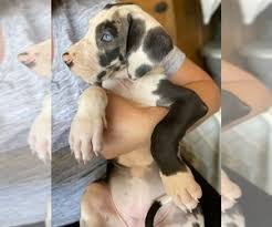 We provide interim shelter, veterinary care, and other services to unwanted and neglected great danes, and work diligently to place. View Ad Great Dane Litter Of Puppies For Sale Near California Lancaster Usa Adn 258932
