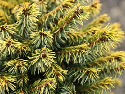 Plant is a narrow upright. Picea Omorika Peve Tijn Serbian Spruce Plant Leaves Serbian Spruce Evergreen