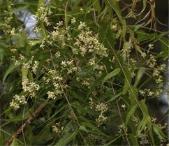 Image result for Alstonia boonei