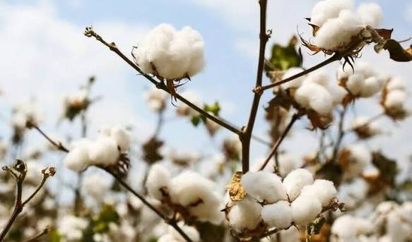 ???? ΔΑΟΚ Σερρών: Φυτοπροστασία στην καλλιέργεια του Βαμβακιού στην ΠΕ Σερρών  Στην ΠΕ Σερρών οι βαμβακοκαλλιέργειες βρίσκονται στα πρώτα στάδια ανάπτυξης  με χαμηλή παρουσία επιβλαβών εντόμων. Συνιστάται προσεκτική παρακολούθηση  και ορθές γεωργικές