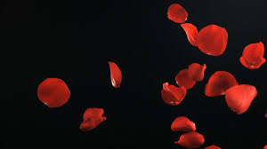 Black Background With Rose Petals Pin By Ron Hines On Resy Holiday Party Rose Petals Falling Red Rose Petals Rose Petals