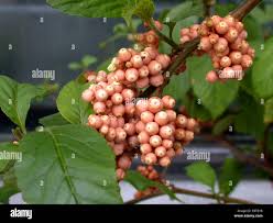 Image result for Maesa