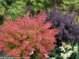 Check spelling or type a new query. The Best Low Maintenance Plants For Your Landscape Hgtv