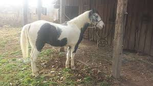 Black And White Paint Horses For Sale Near Me Children S Pony Ponies For Sale Painted Pony Pony