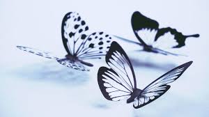 We have 60+ background pictures for you! Butterflies Wallpapers Wallpapers All Superior Butterflies Wallpapers Backgrounds Wallpapersplanet Net