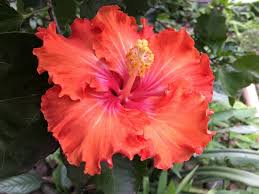 È quindi molto utile conoscere questo grande patrimonio fatto di simboli per donare il fiore giusto per ogni occasione e per. Fiori Esotici La Top 5 Dei Piu Belli Blog Di Fiori E Notizie Fresche