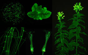 The flowers arrive in miami, a primary destination point for flowers originating in latin america. Want Your Flowers To Glow If You Re Ok With Gmos That S Now An Option Ars Technica