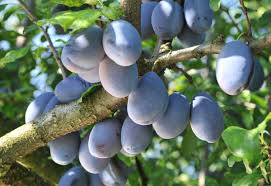 Check spelling or type a new query. 10 Tasty Fruit Producing Trees Landscaping Cape Town