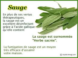 La Sauge Est Excellente Pour La Purification Des Pierres Proprietes Vertus Et Usage De La Sauge Sau Sauge Plantes Aromatiques Et Medicinales Sauge Bienfaits
