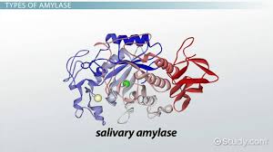 salivary amylase structure chemistry