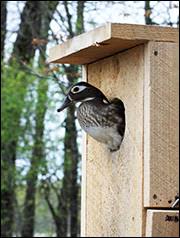 Diy duck house made from scrap wood; Biology And Management Of Wood Ducks In Missouri Mu Extension