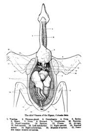 How much do you know about bird anatomy? Bird Anatomy Wikipedia