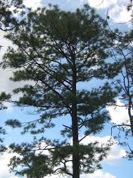 Image result for Pinus maximinoi