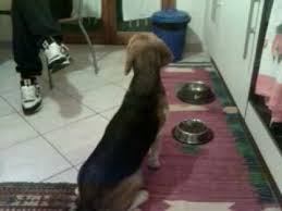 Ma ormai possiamo dire che il beagle è entrato nelle famiglie come cane da compagnia, simpatico e molto affettuoso questo cane di piccole dimensioni vive in appartamento dove svolge la sua funzione di piccolo guardiano: Come Tenere Un Beagle In Appartamento Animali Dal Mondo