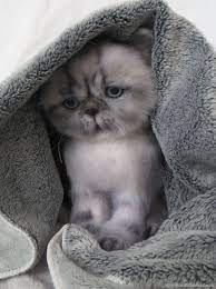 pin na doske kitten cat hand made toys