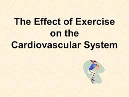 The Effect Of Exercise On The Cardiovascular System Ppt Video Online Download