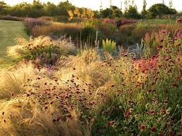 West Cork Piet Oudolf Landscape Design Dutch Gardens Prairie Garden