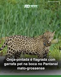 Uma on&ccedil;a-pintada foi fotografada com uma garrafa pet na boca no Parque Estadual Encontro das &Aacute;guas, no Pantanal mato-grossense, entre Pocon&eacute; e Bar&atilde;o de Melga&ccedil;o. O registro foi divulgado na segunda-fei