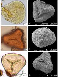 Image result for Adiantum soboliferum