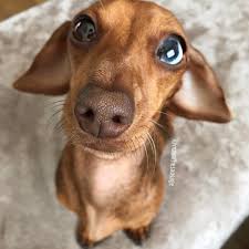Red Dapple Miniature Dachshund With Different Coloured Eyes Dachshund Breed Clever Dog Dachshund