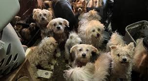 Four Bethel Residents Charged with Animal Cruelty for Keeping 38 Dogs and  Seven Ferrets in Squalid Conditions | Clermont County Ohio Government