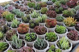 Check out all of our bulk succulents for sale. 2 Assorted Succulents Buy Succulents Succulent Landscaping Succulents