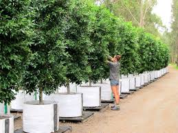 Learn how to make full and wonderful use of your outdoor spaces throughout the entire year with a lush privacy screen. Hills Fig Tree Or Hedge Trees Impact