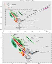 Image result for Thesium multiramulosum