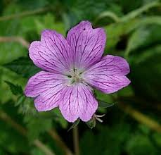 Image result for Geranium mlanjense