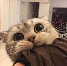 Pin By Maria Smith On Karisik Tost In 2020 Cute Cat Memes Cute Cat Wallpaper Cute Animals