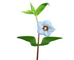 Image result for Trichodesma