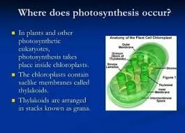 Photosynthesis happens in a plant's green leaves. Why Does Photosynthesis Mainly Take Place In Plant Cells Quora