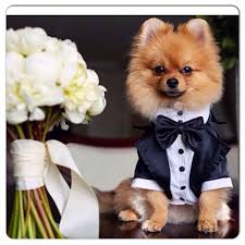 Wedding Tuxedo For Dogs Formal Dog Tuxedo Custom Made Dog