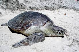 Another word for opposite of meaning of rhymes with sentences with find word forms translate from english translate to english words with friends scrabble crossword / codeword words starting with words ending with words containing. ×'×˜×•×•×™×˜×¨ Ini Pula Adalah Penyu In English We Called It Turtle
